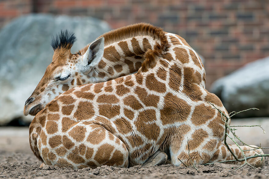 так спит жираф