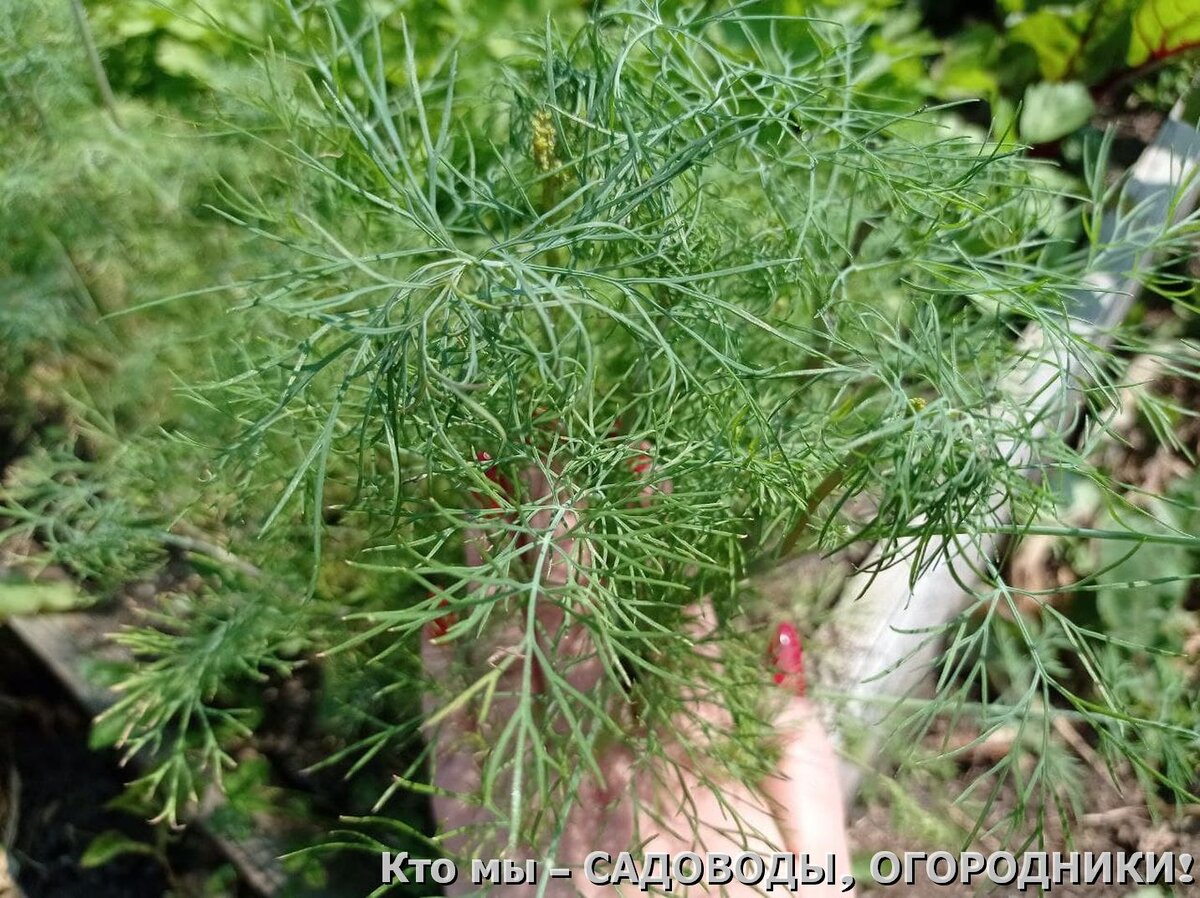 урожай укропа июль 2021