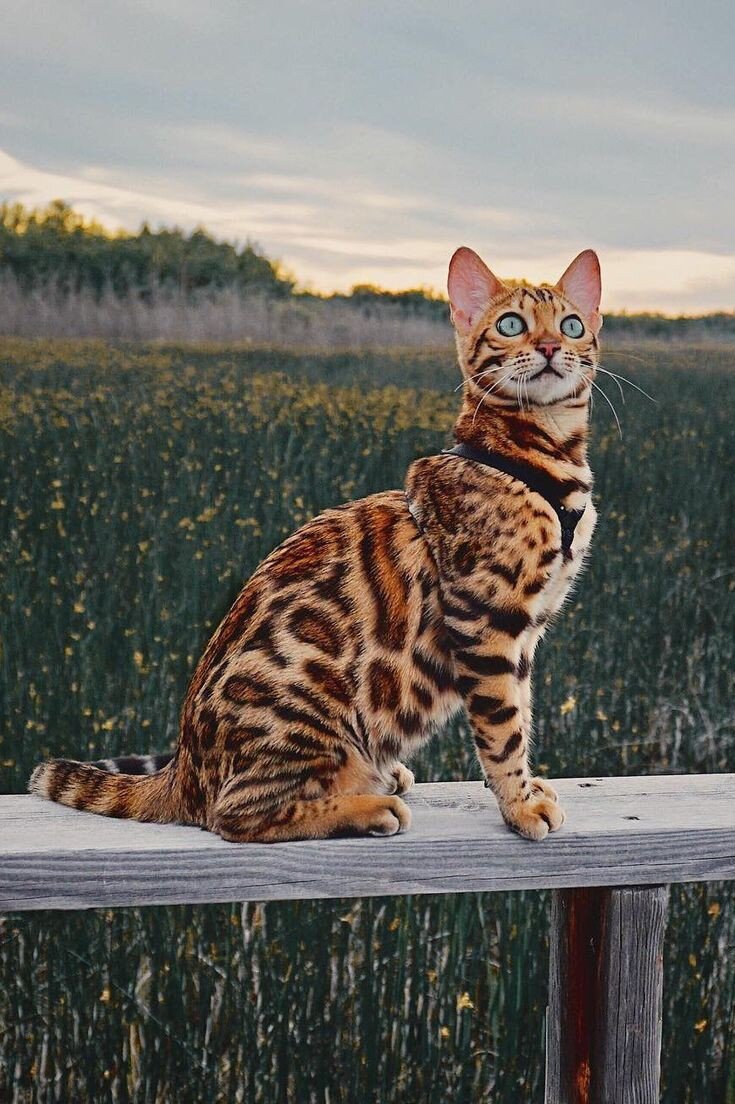 Здесь глаза почему-то голубовато - серые