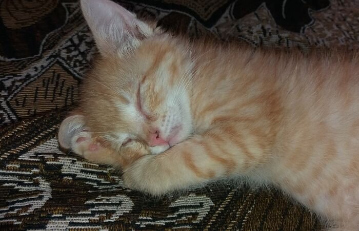 Это в первые дни, когда он только к нам попал))) Как ребенок - лапка под щечку. Из личного архива автора канала