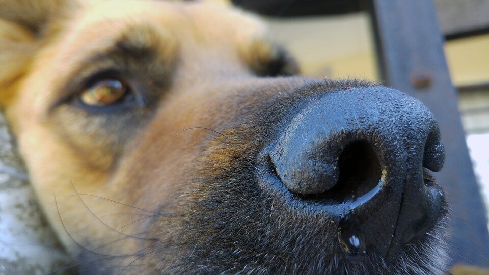 Фото из фотобанка pixabay.com