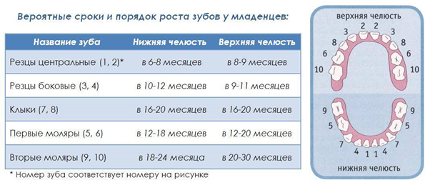 Зубы у детей: сроки и порядок прорезывания