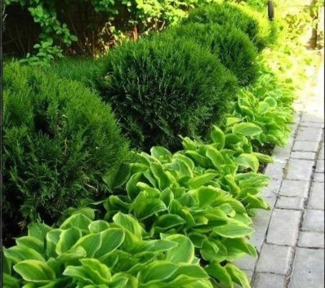 Дизайн из хосты возле дома