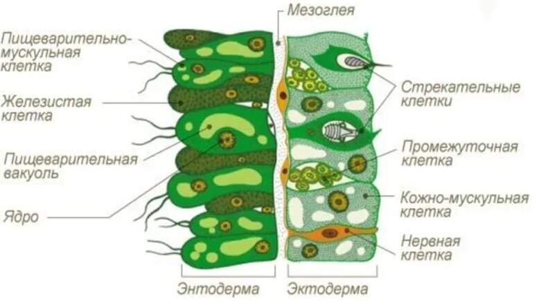 МРТ: взгляд изнутри