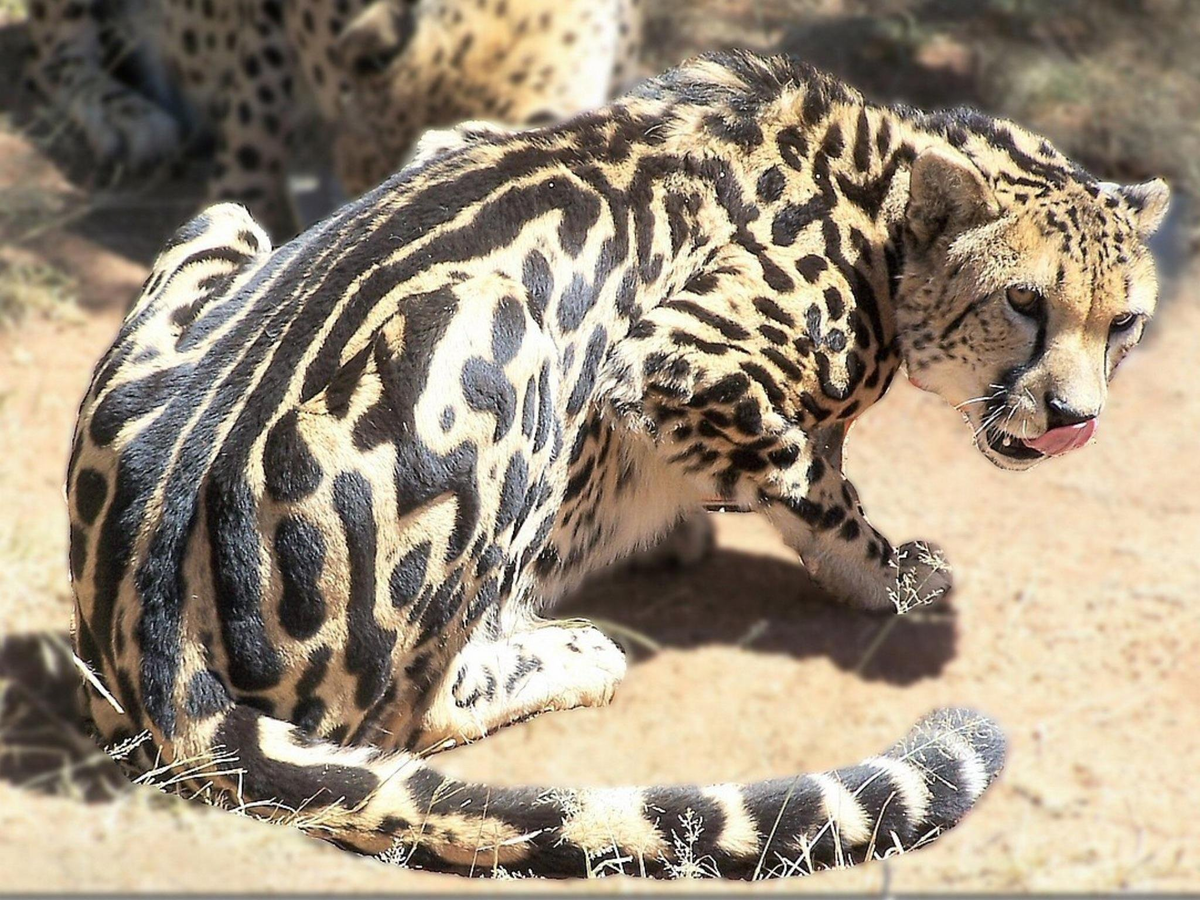 Семейство больших кошачьих. Гепард и Королевский гепард. Окрас Королевский гепард. Калимантанский дымчатый леопард. Дымчатый леопард меланист.