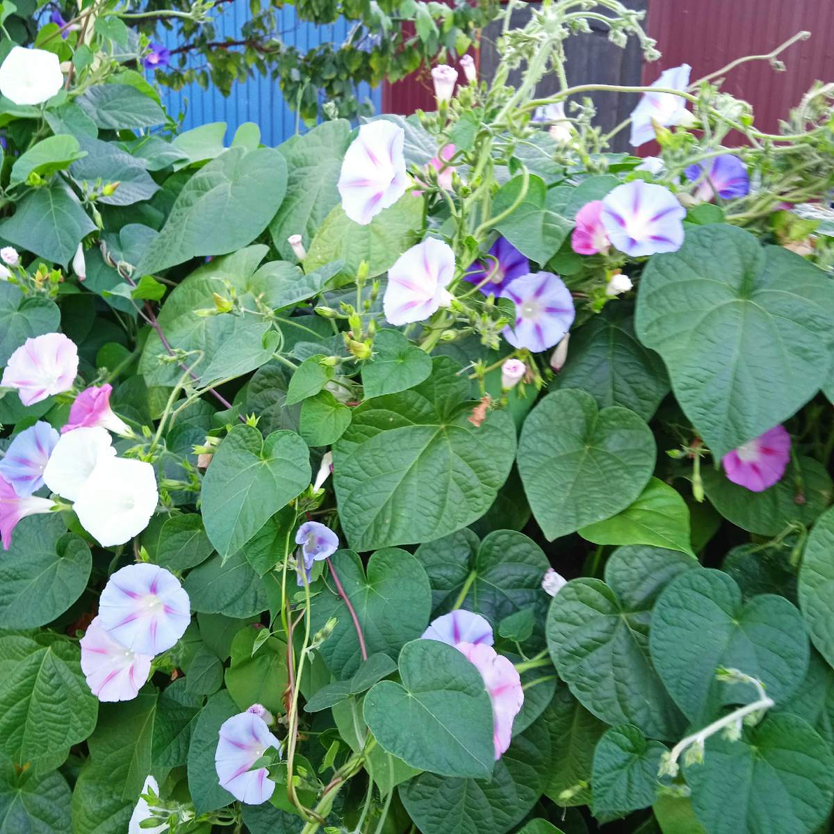 Вьюнки были всегда