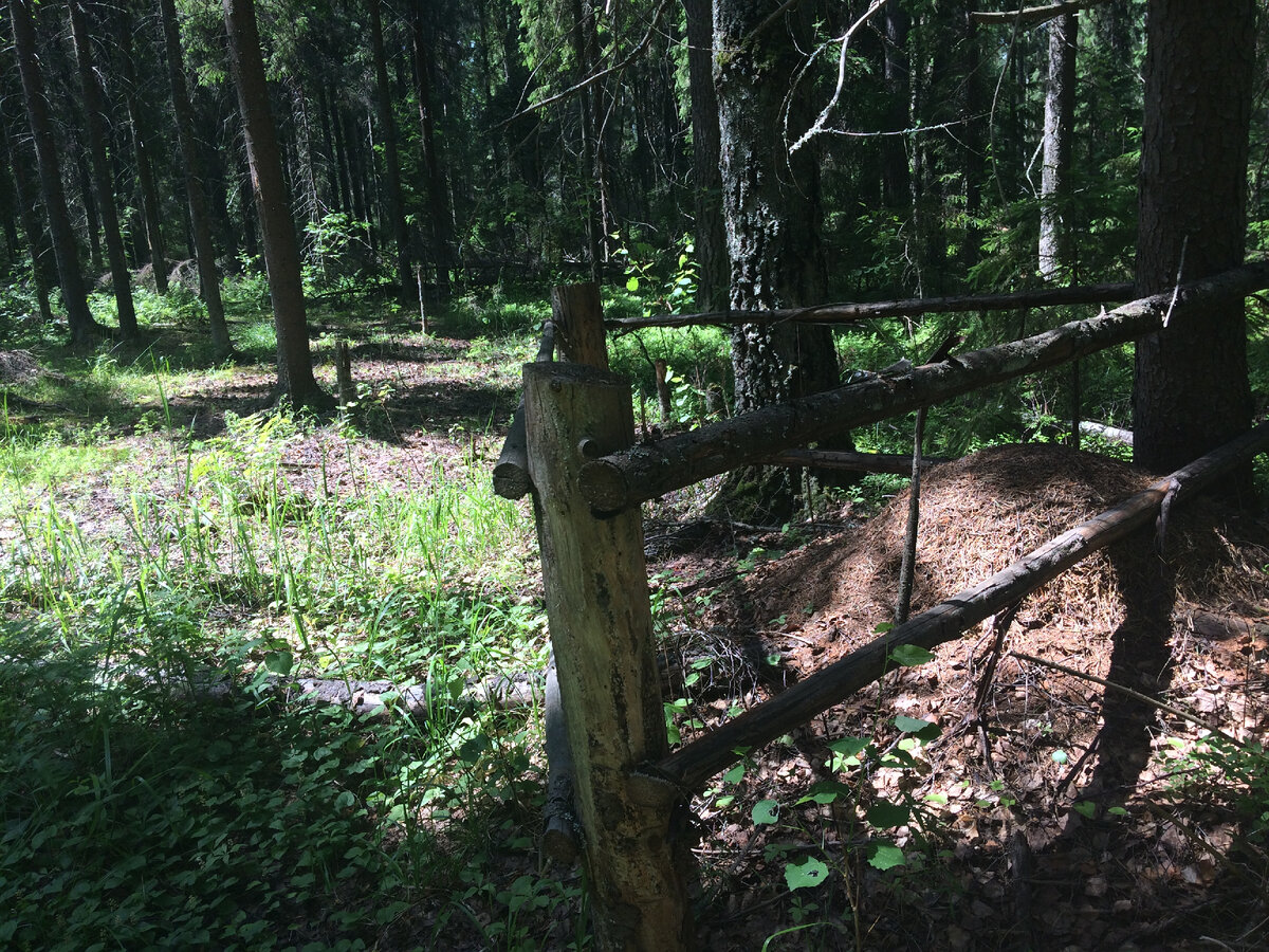 фото деревенского леса 