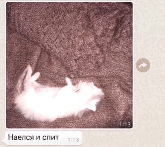 Кот умирает мем