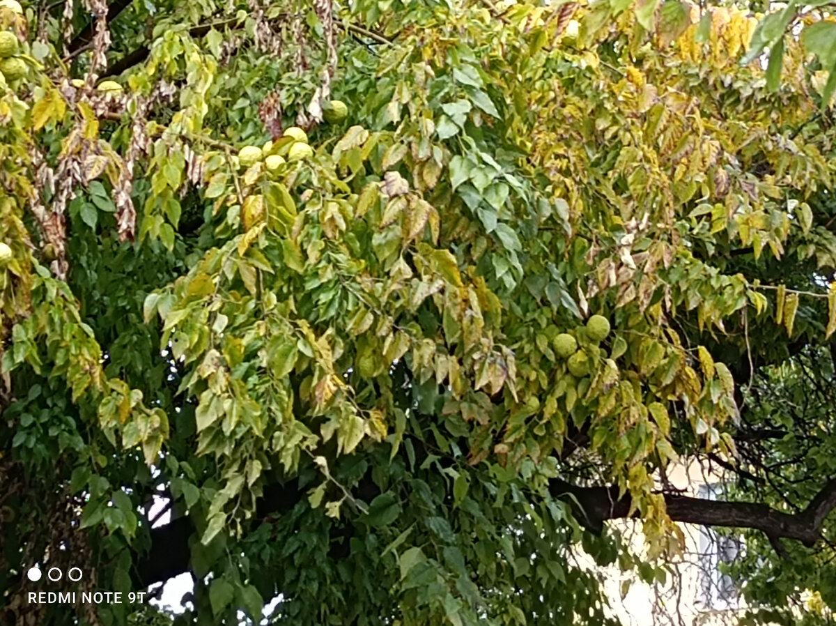 Осенью крона маклюры усыпана необычными плодами