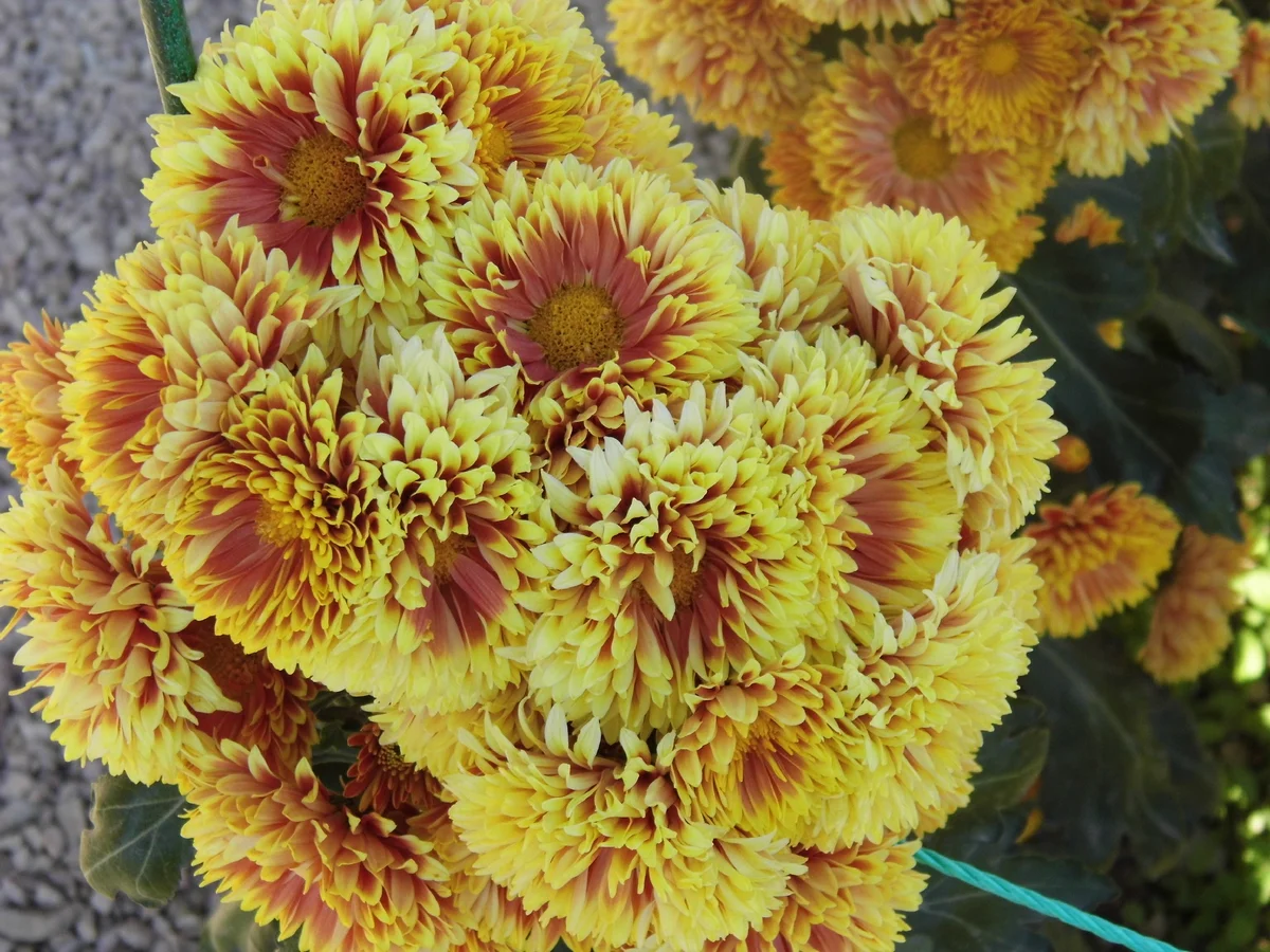 Хризантема "Скопиночка". 