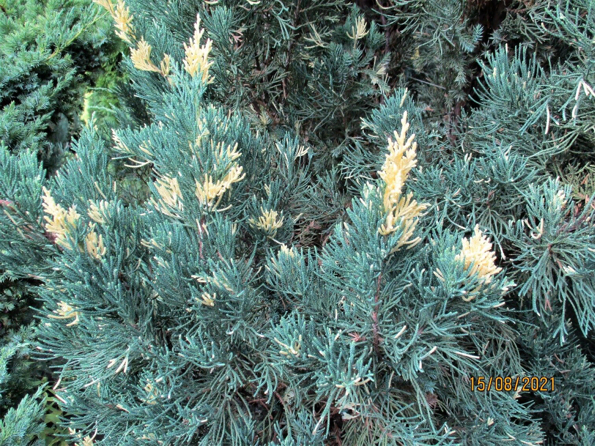 МОЖЖЕВЕЛЬНИК "СТРИКТА ВАРИЕГАТА"