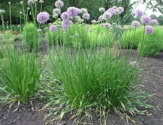 Лук Тургистанский