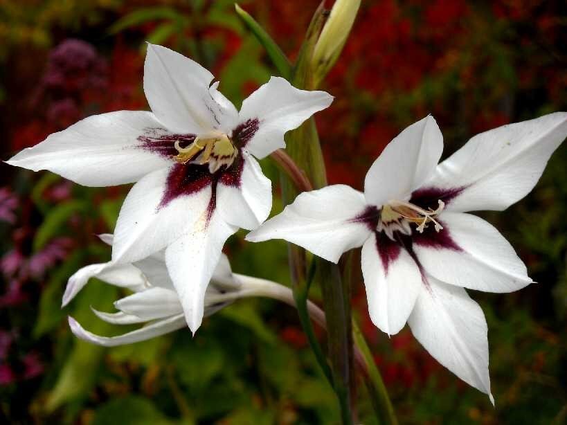 Фото цветов ацидантеры