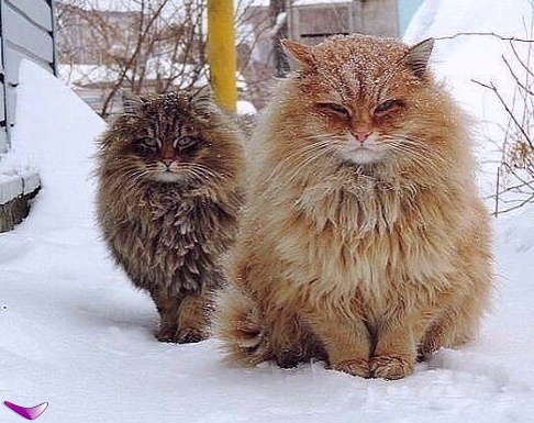 иллюстрация из яндекс картинки