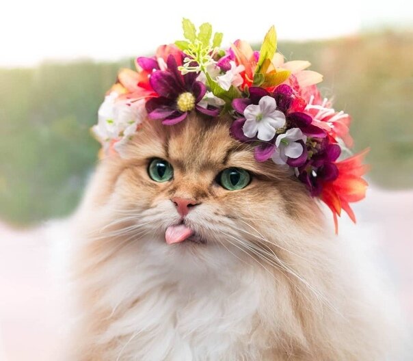 Фото из открытых источников