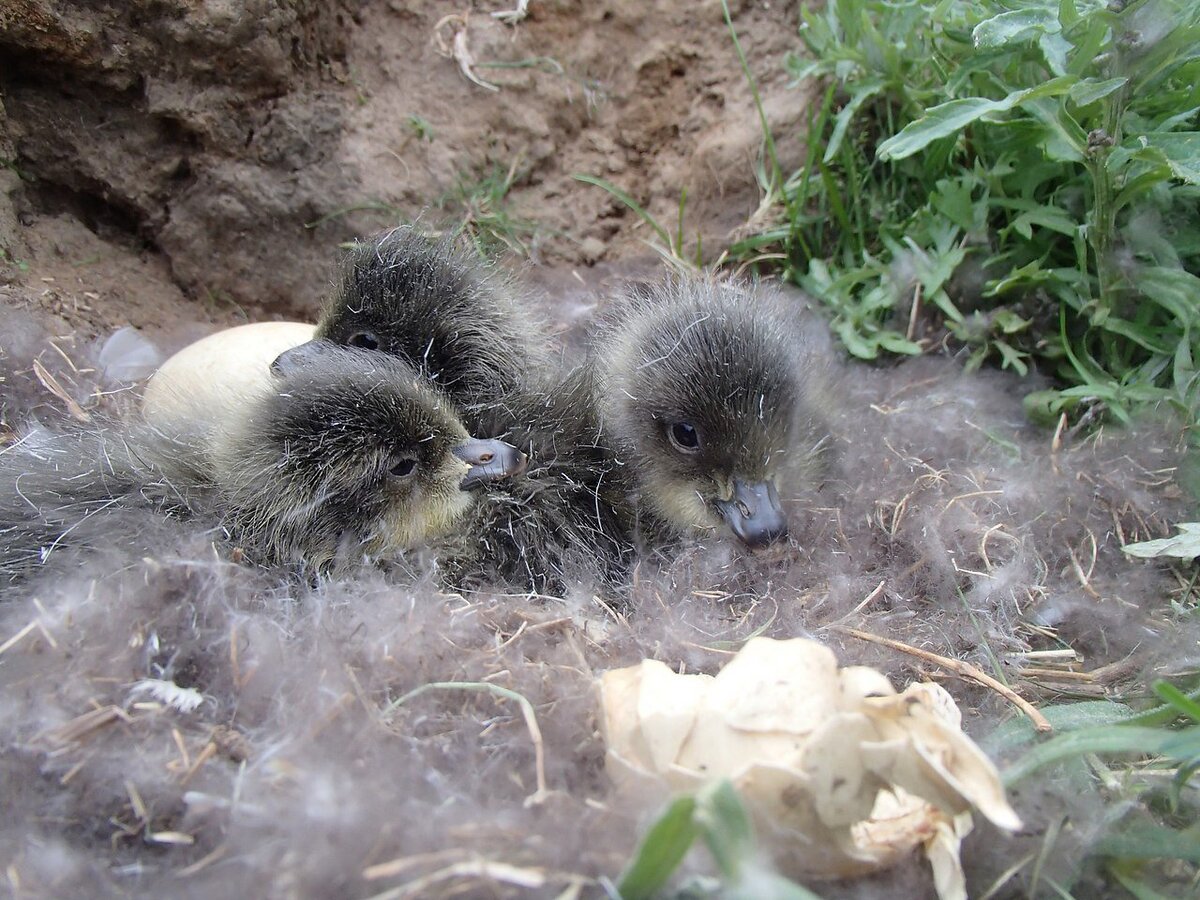 Краснозобая казарка: удивительно красивый гусь | Animal Planet - Мир  животных | Дзен