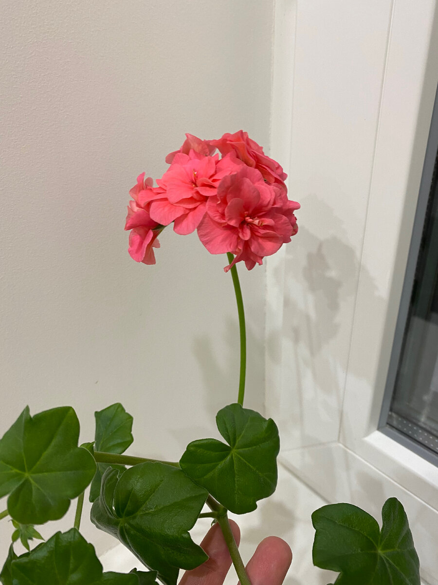 Один цветок из двадцати. Все не покажешь