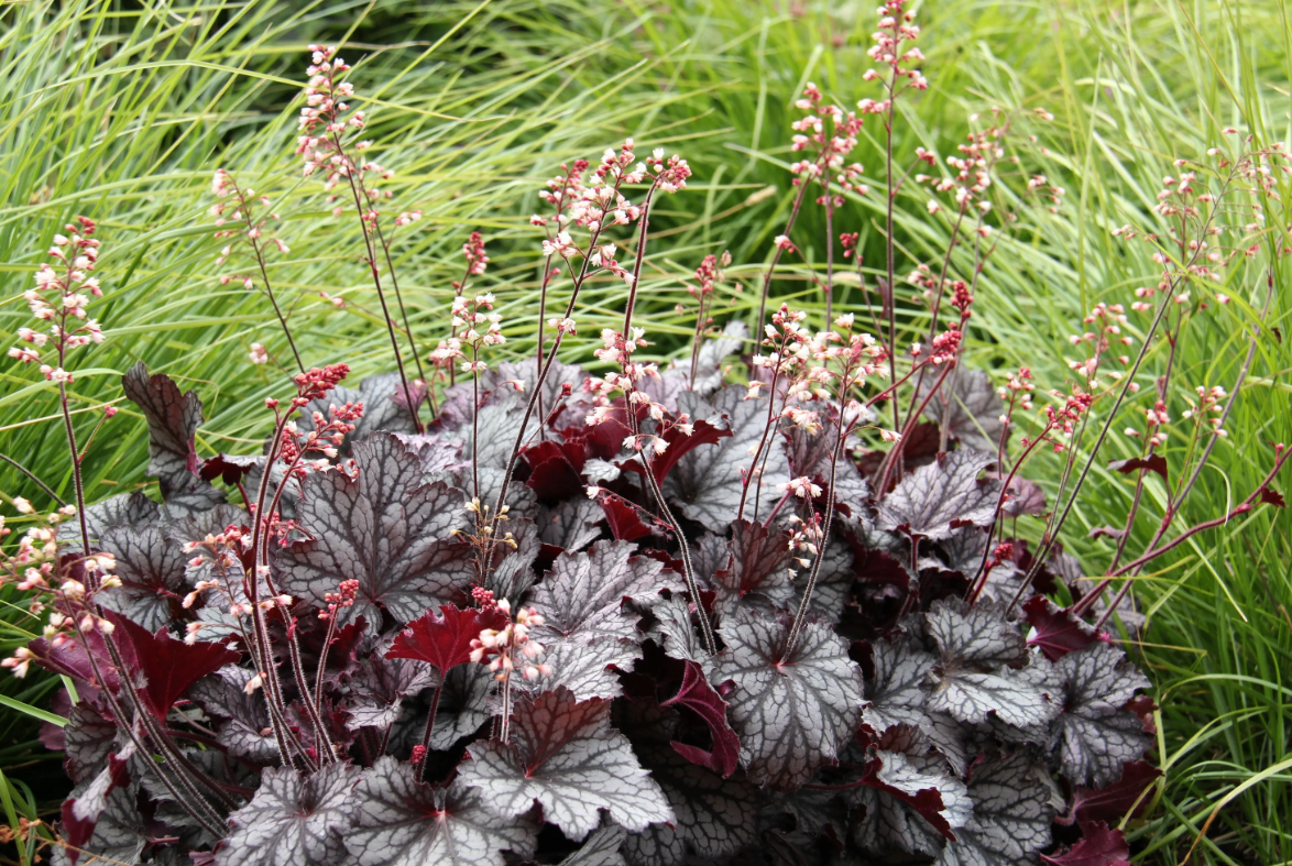 Гейхеры фото. Гейхера Heuchera Frost. Гейхера Бинош. Гейхера Каскад даун. Гейхера Purple Castle.