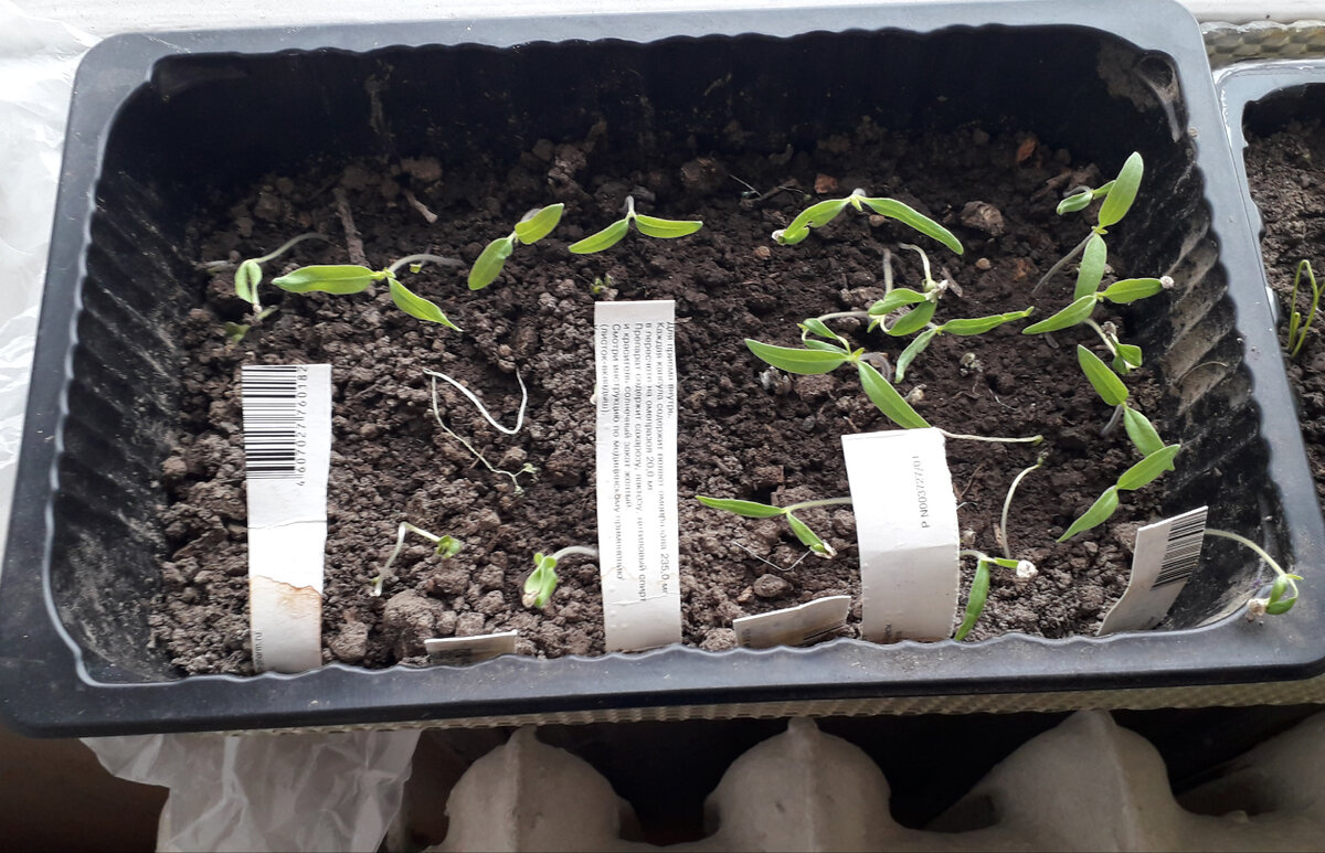 Рассада в период пикировки