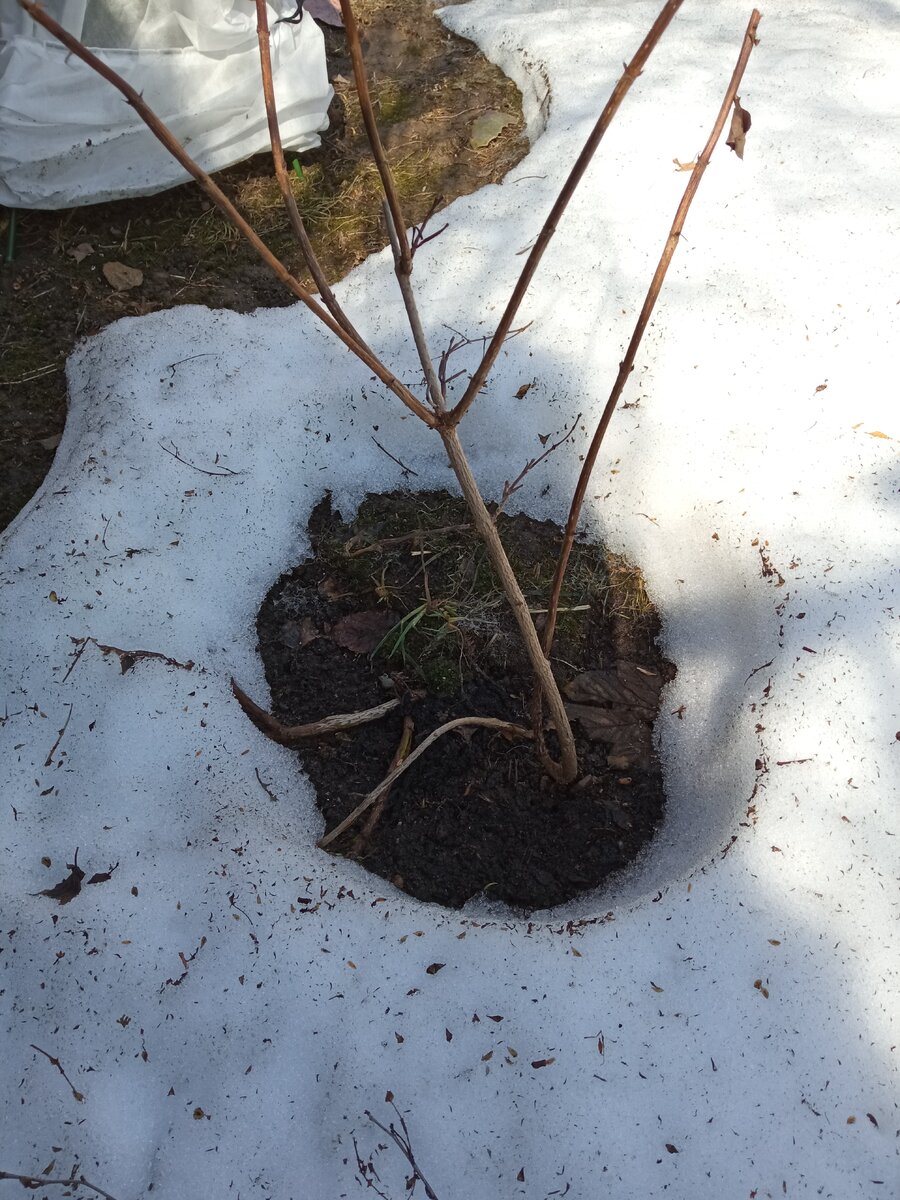 Три ветки вейгелы остаются придавленными к земле толстым слоем спрессованного снега.