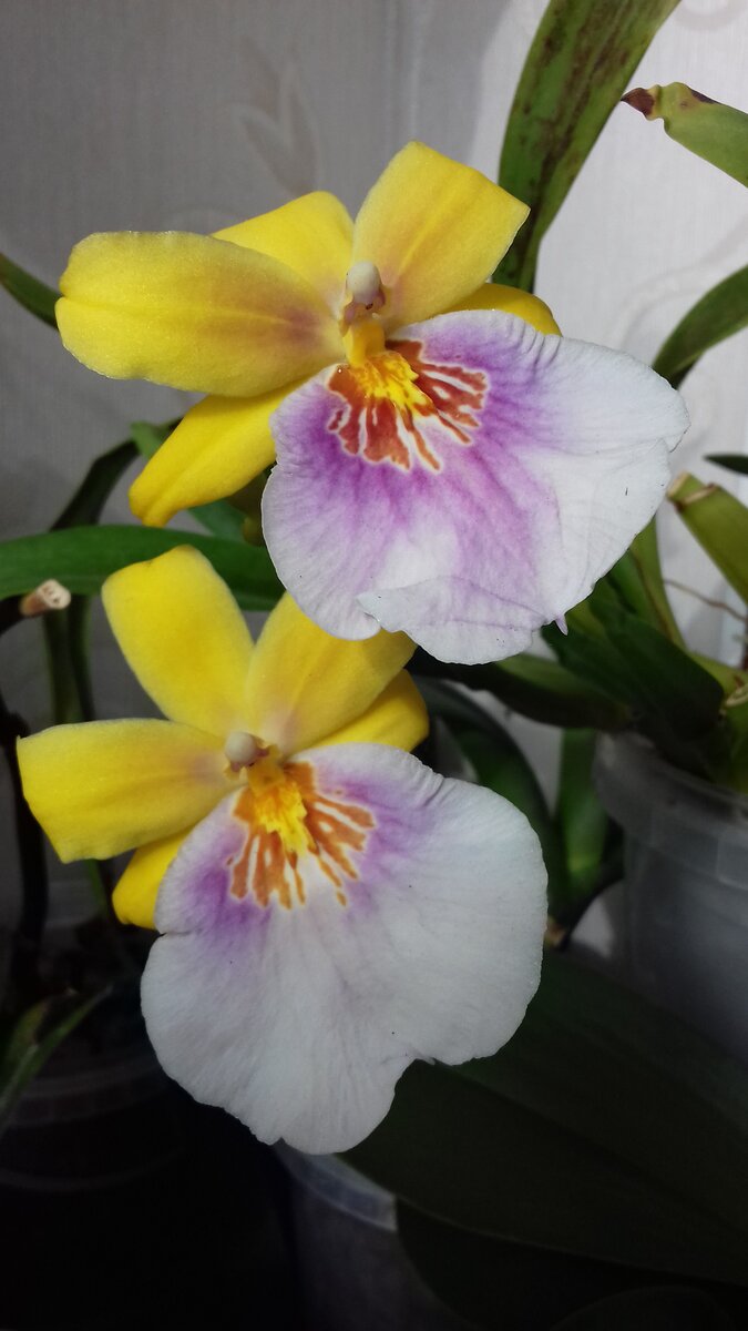 Мильтонии и мильтониопсисы (Miltonia, Miltoniopsis)