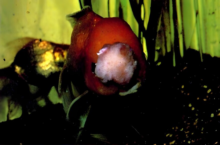 Вид с головы на опухоль у живой рыбы перед лечением. В тот момент Нельсон Хервиг понятия не имел, с чем имеет дело, кроме того, что это была какая-то опухоль. (Фото Нельсона Хервига)