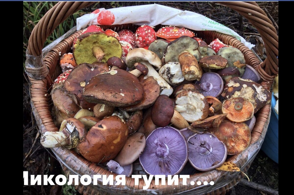 Собрать все грибы невозможно