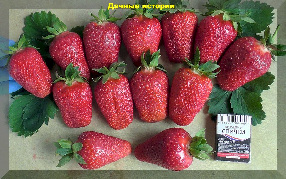 Клубника Лия сахарная