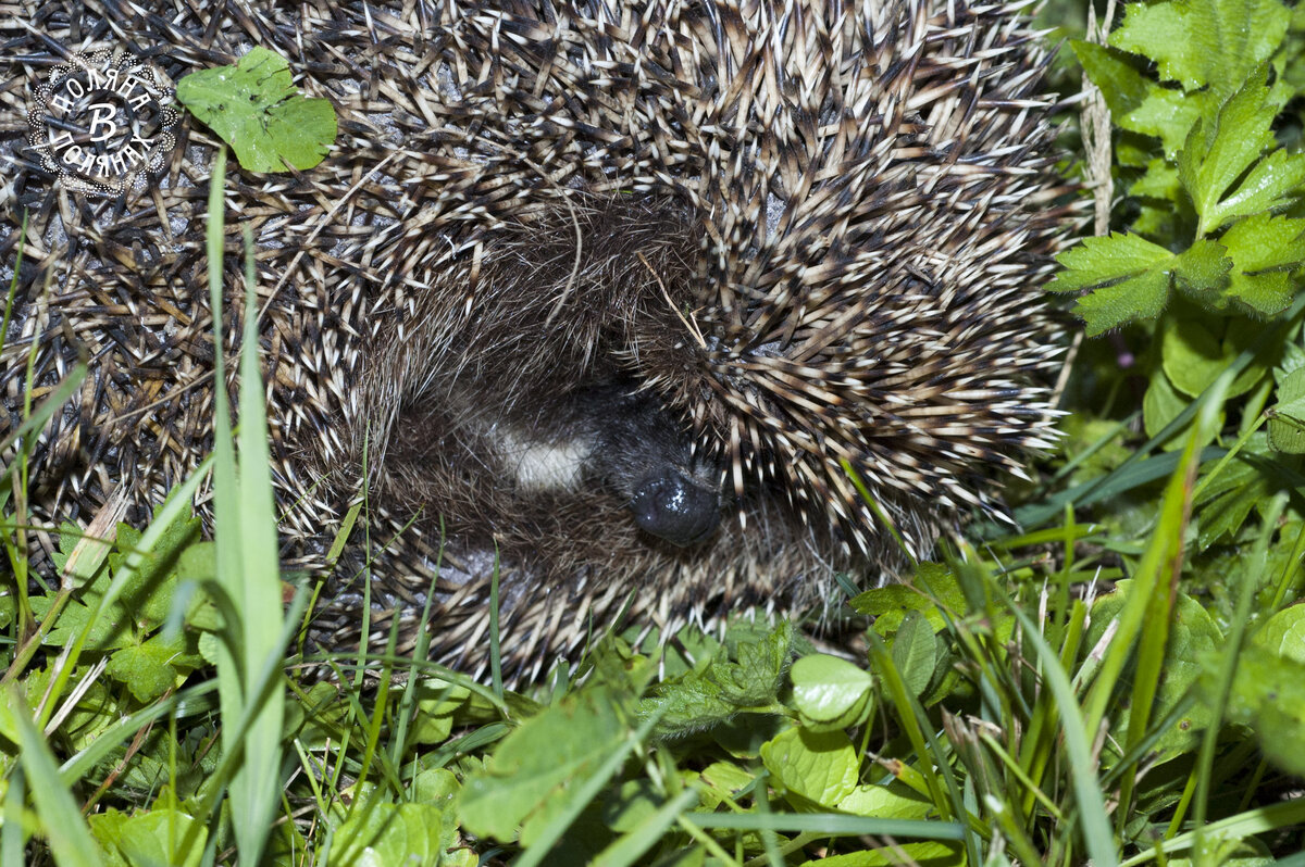 Начал разворачивать свой клубочек