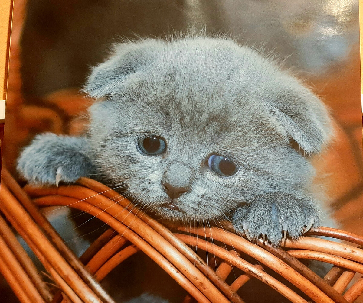 Котёнок 