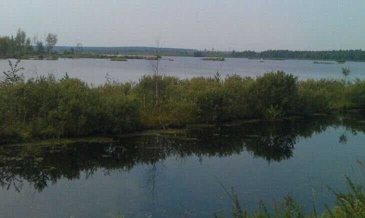    Самые распространенные жаберные паразиты в аквакультуре копируют пиявок