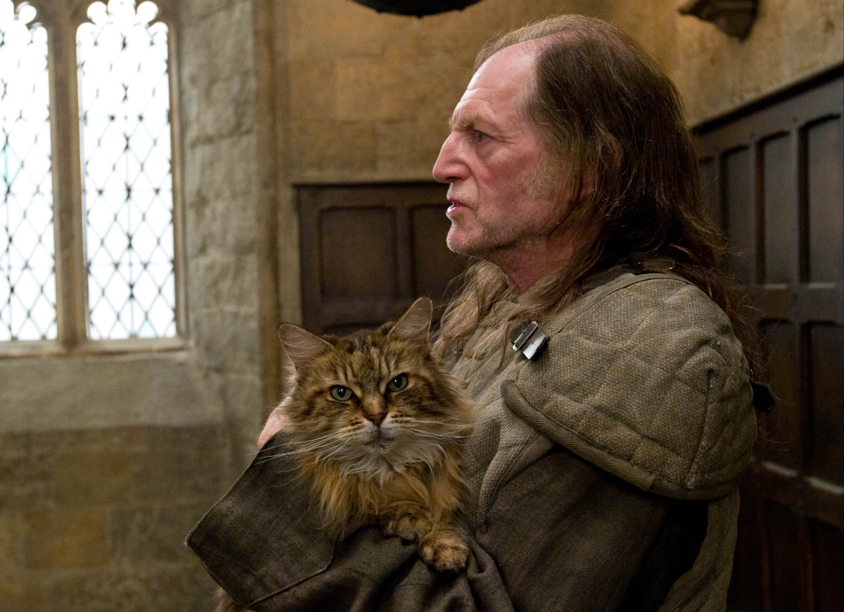 https://www.wizardingworld.com/features/who-is-the-best-harry-potter-cat