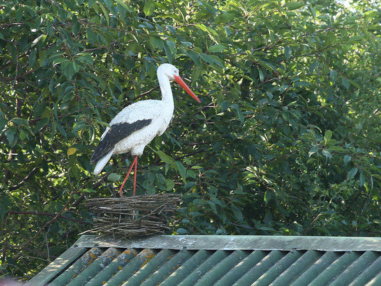   Лилия Шарловская