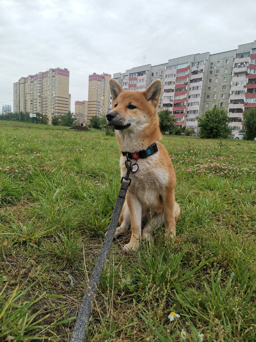 Нужно ли дрессировать щенка? Мое мнение. | Я и моя Сиба-ину 🐶 | Дзен