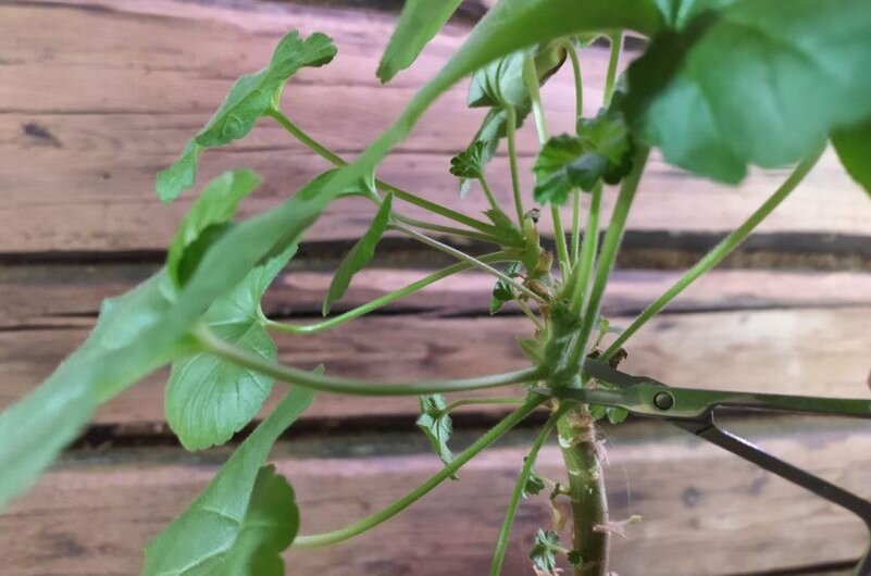 Срезаю черенок пеларгонии.