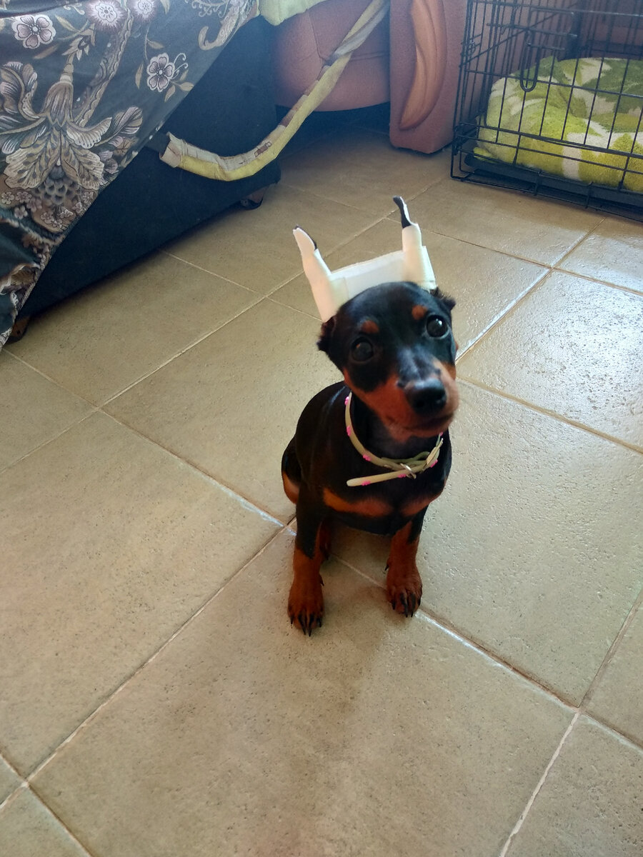 В самое жаркое время дня лучше поиграть с собакой дома