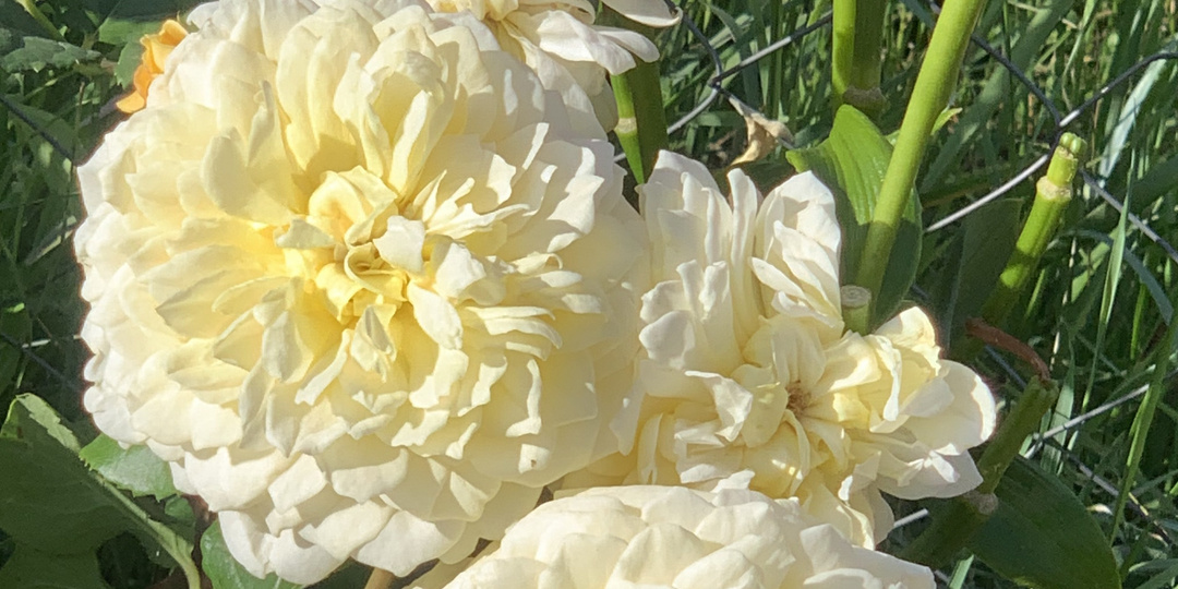 19 июля 2023. Летний уход за розами