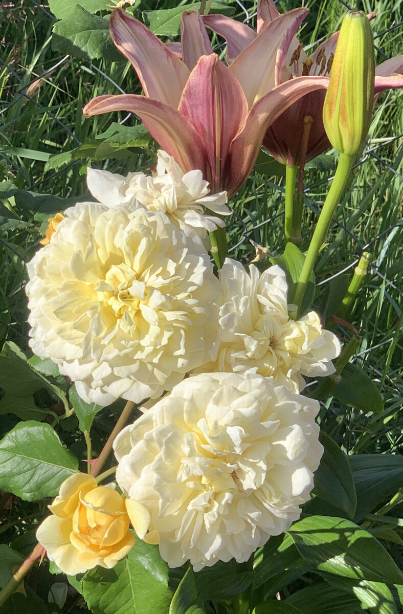 Жоэль Маруани: последние цветы.