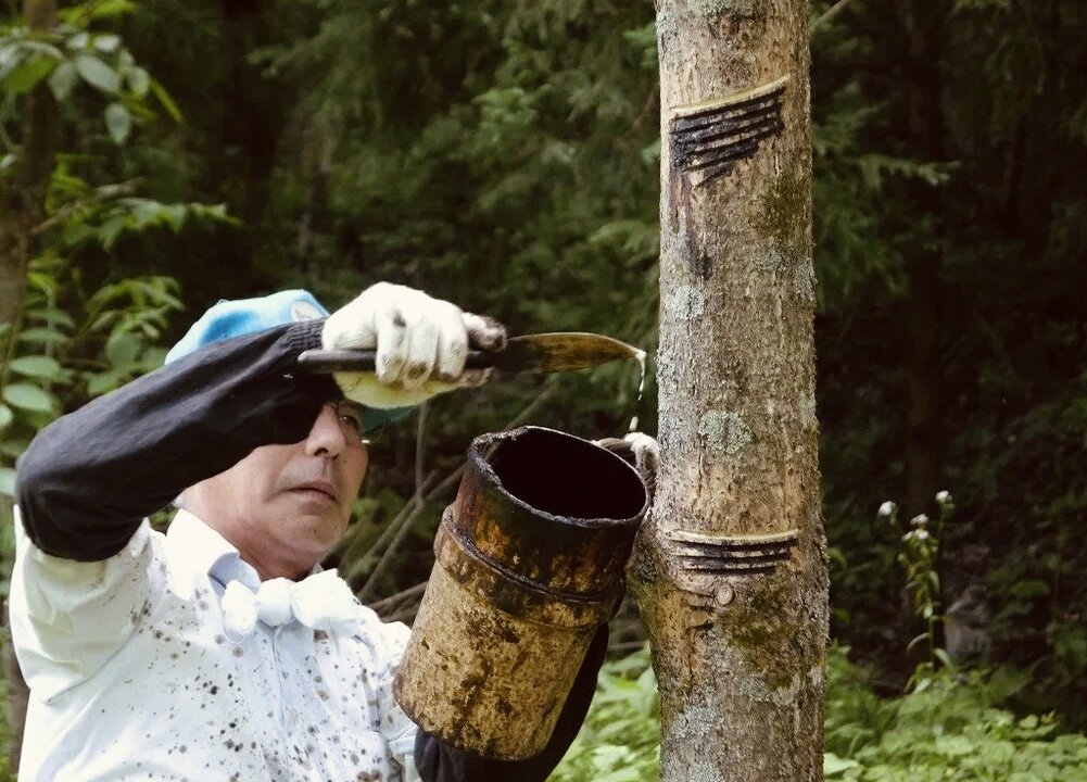 Добыча сока из ствола Уруши 