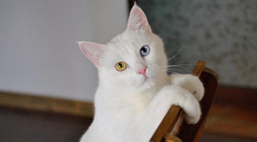    Что нужно знать, когда заводишь кошку? Фото: Depositphotos