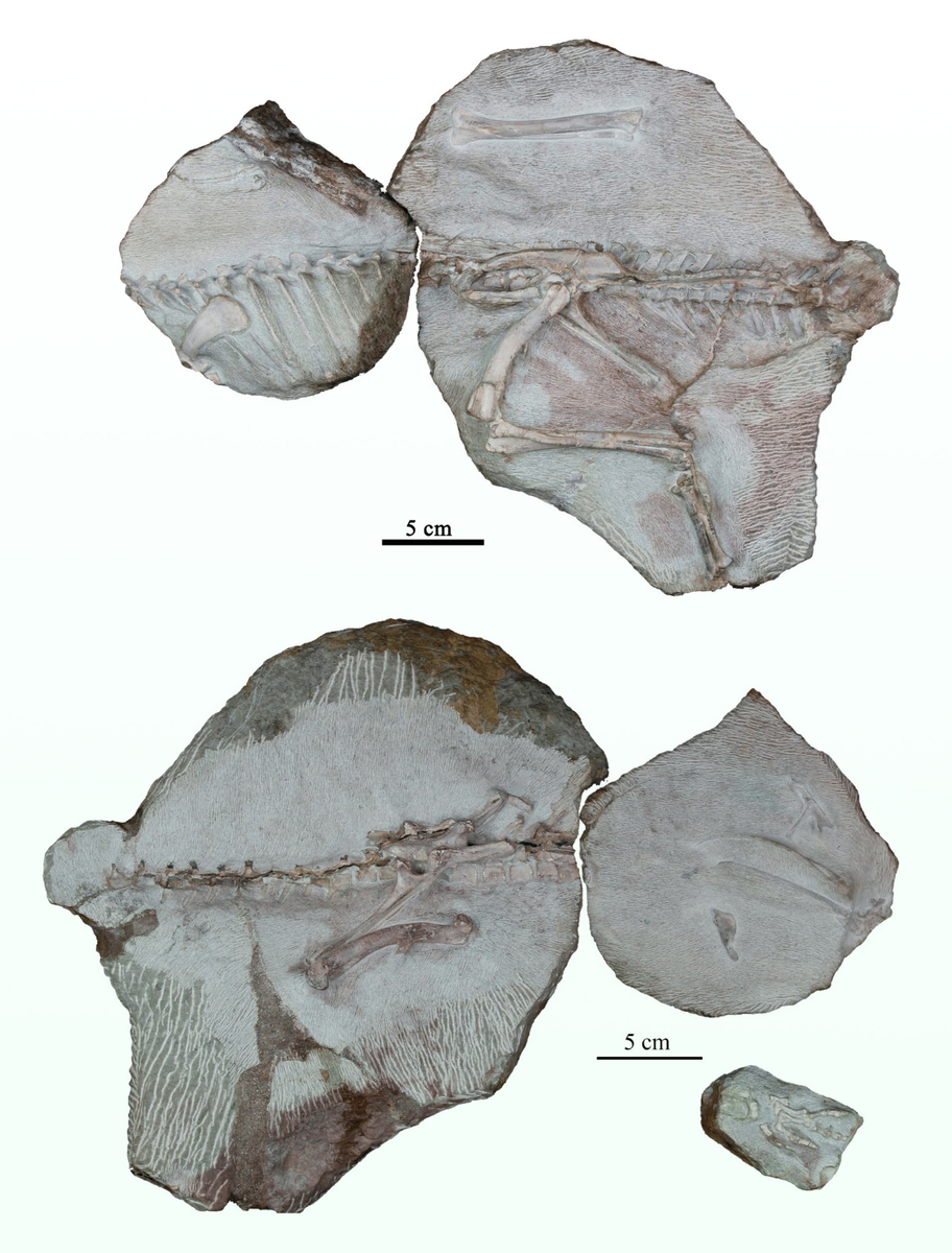 Голотип Minimocursor phuniensis. Изображение предоставлено: Manitkoon et al., doi: 10.3390/d15070851.