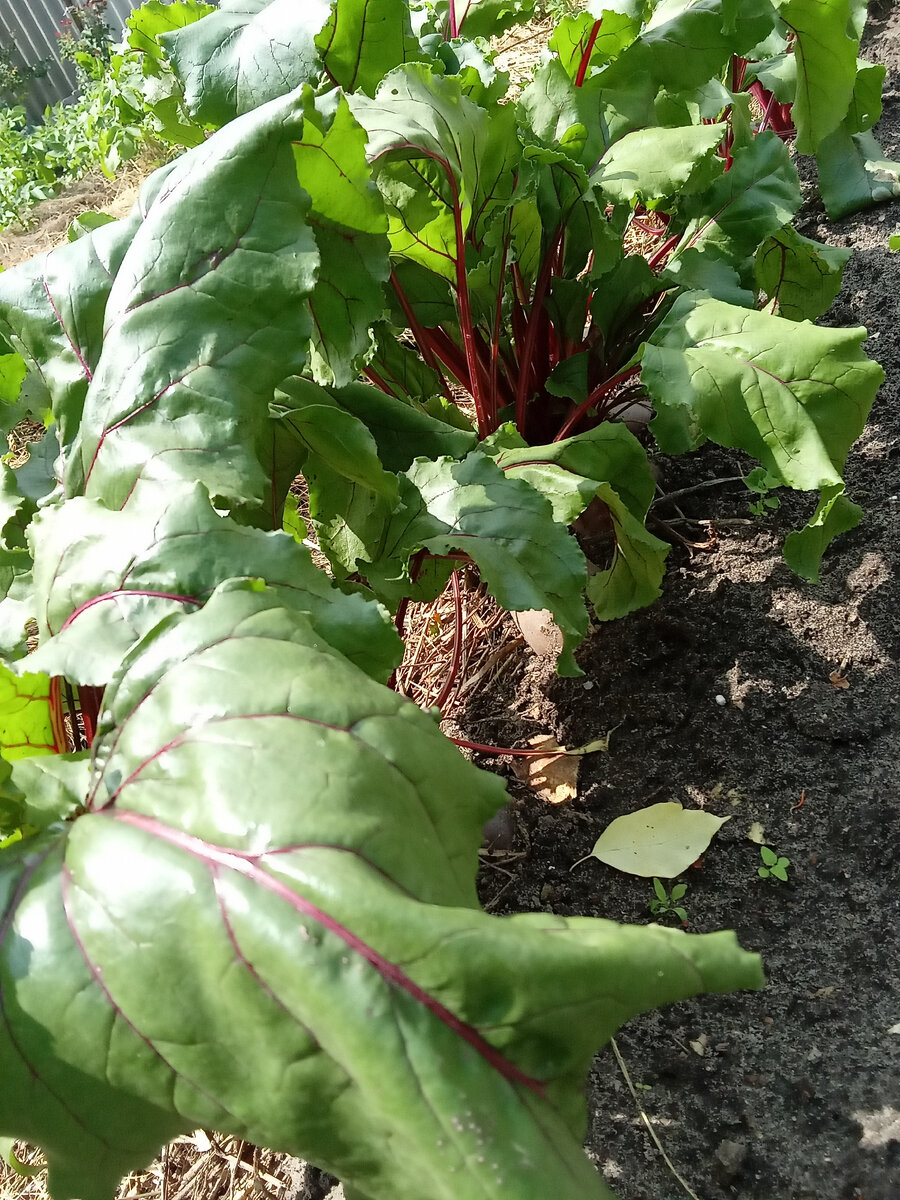 Моя свеколка.