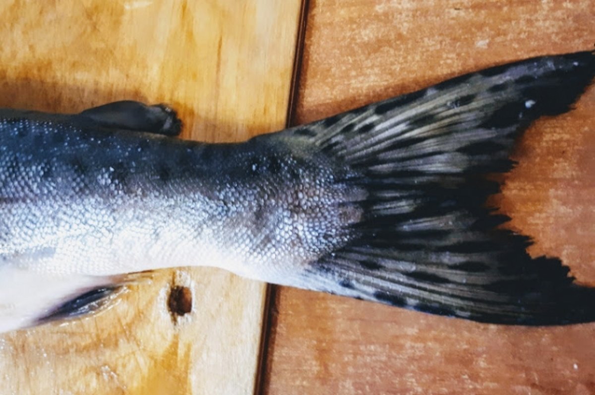    В Тюменской области с браконьеров-рыбаков взыскали более 5,6 млн рублей