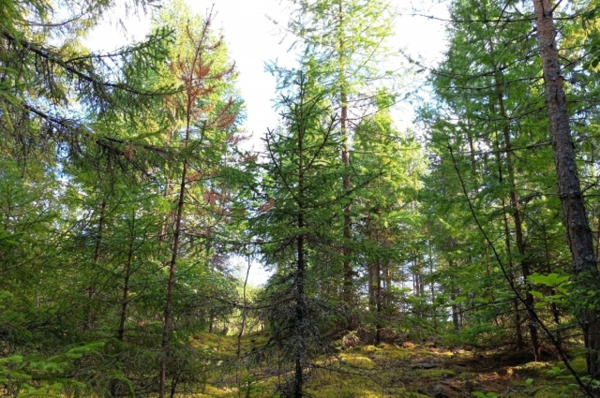    9 человек потерялись в лесах Удмуртии за неделю