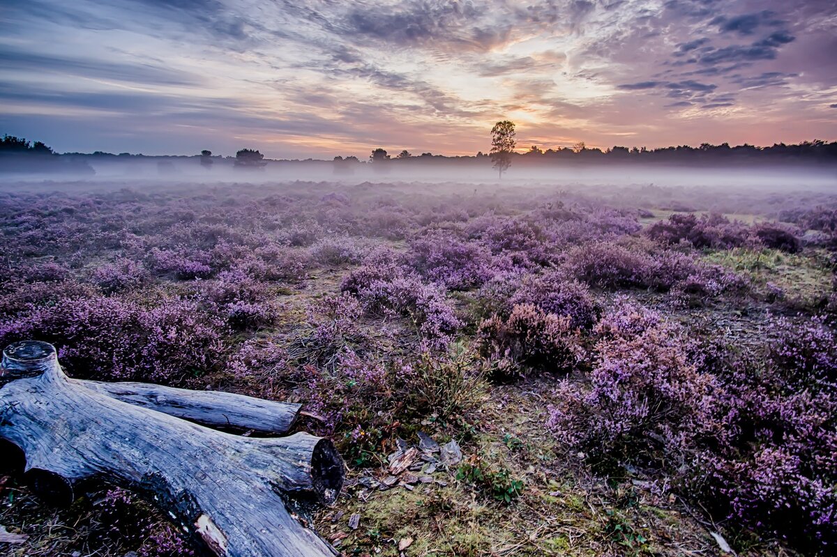 Что приближает фотографию к искусству