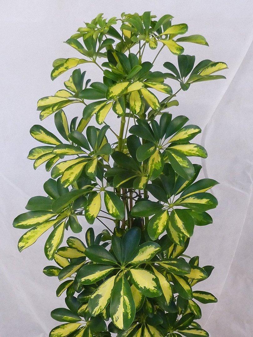 Фото из открытых источников. Примерно такую шефлеру увидел в поликлинике!