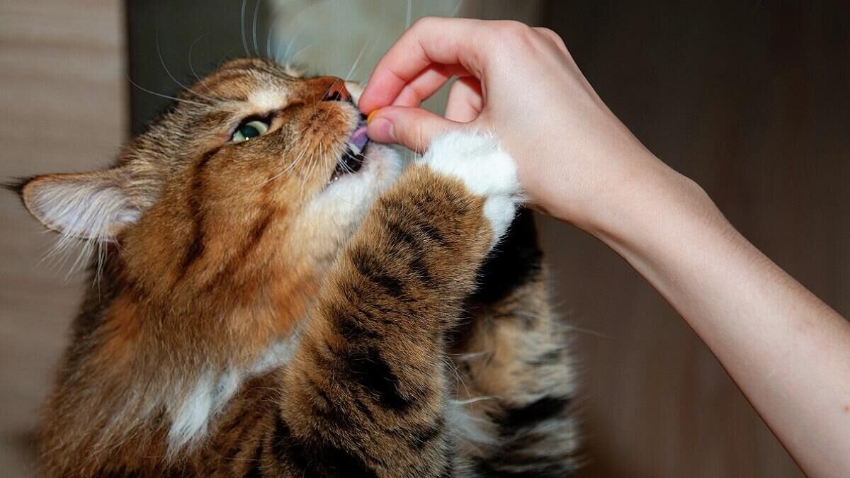    Кошка© Globallookpress / Svetlana Vozmilova