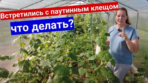 Паутинный клещ напал во время плодоношения огурцов и перцев. Что делать_