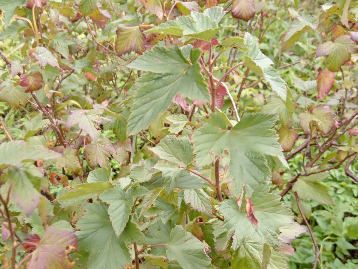 Кусты черной смородины.