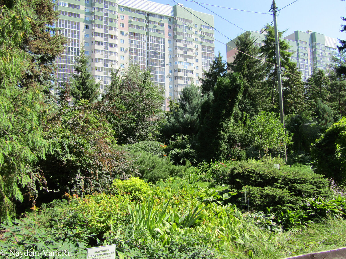 Растения выглядят печально.